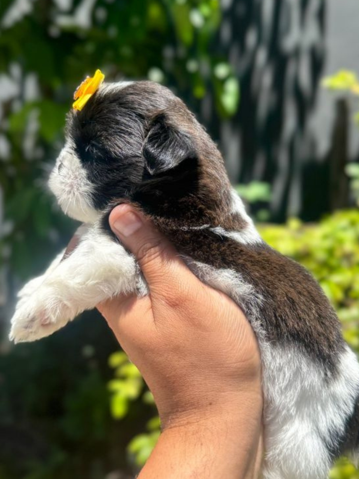 Shi Tzu